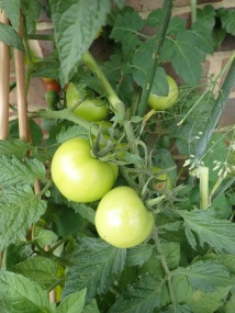 green tomatoes which will be red